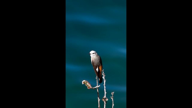 Red-rumped Bush-Tyrant - ML656875779