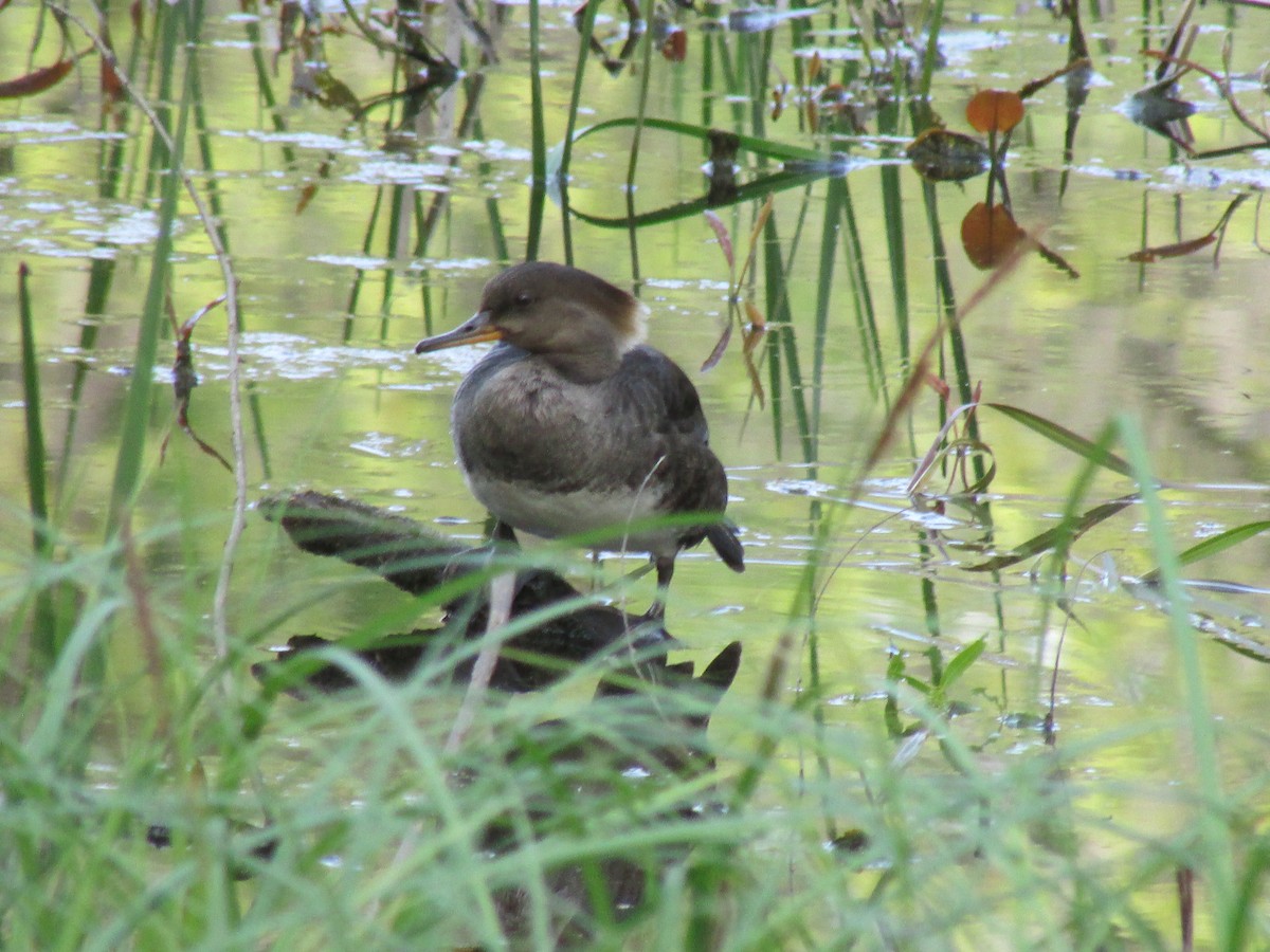Hooded Merganser - ML656877402