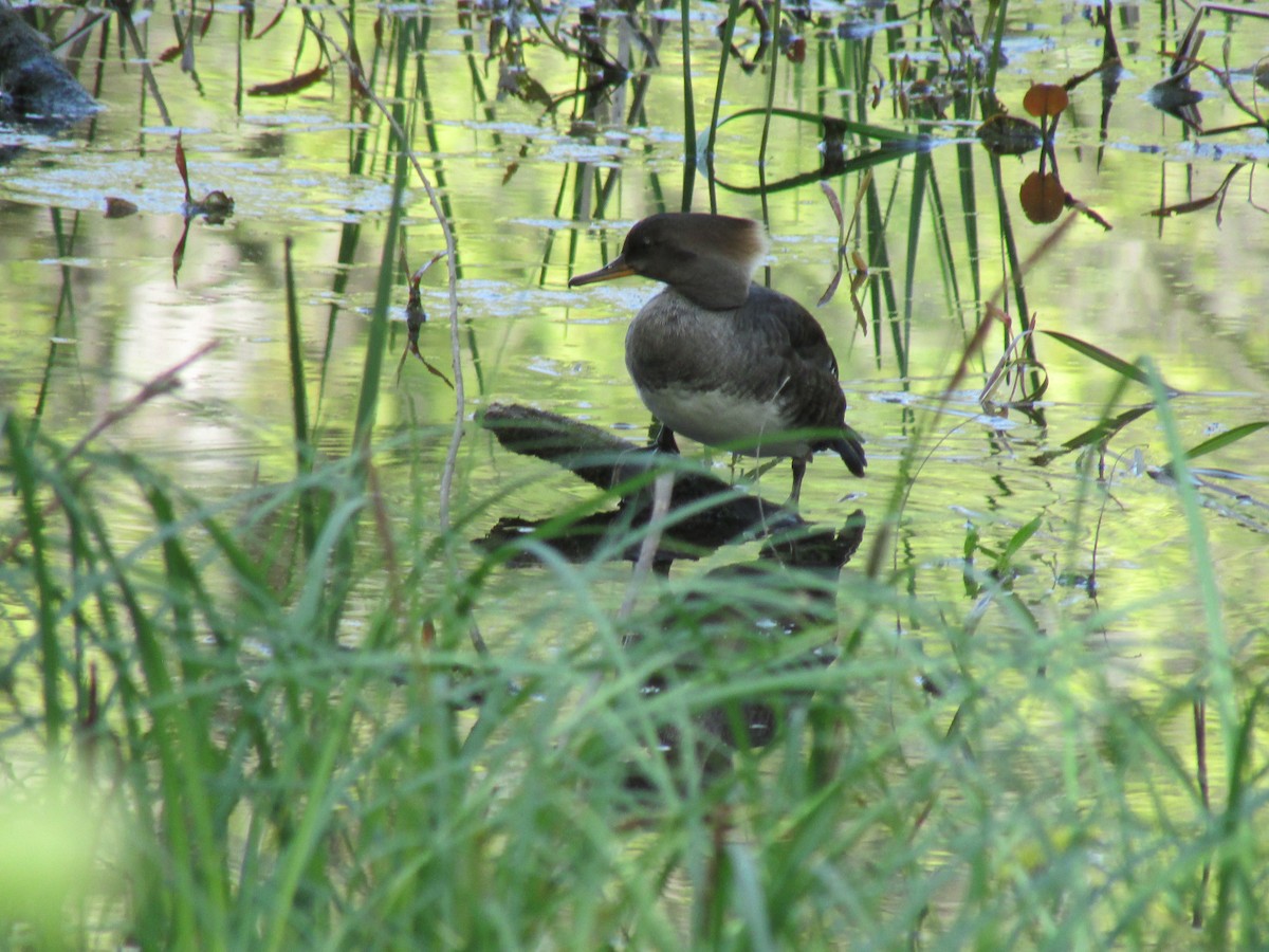 Hooded Merganser - ML656877403
