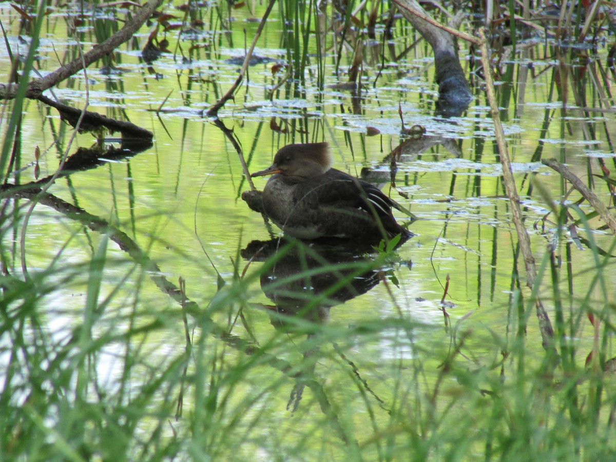 Hooded Merganser - ML656877404