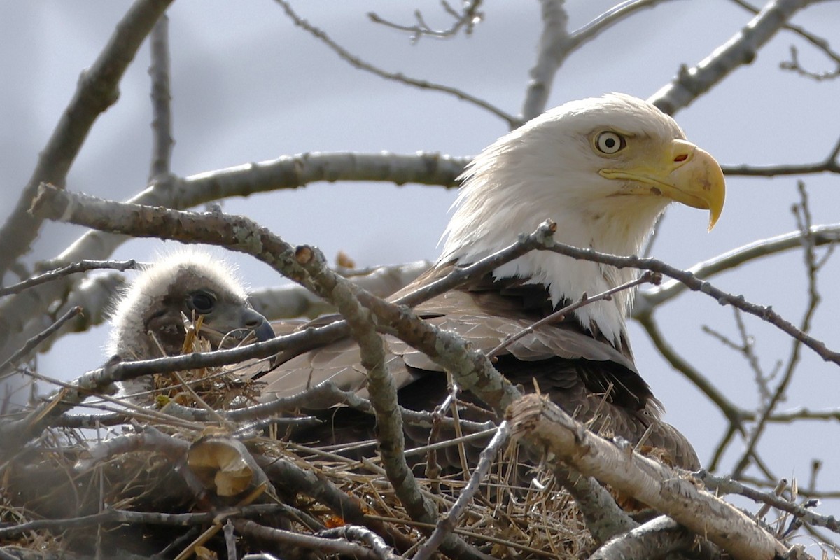 Weißkopf-Seeadler - ML656878750