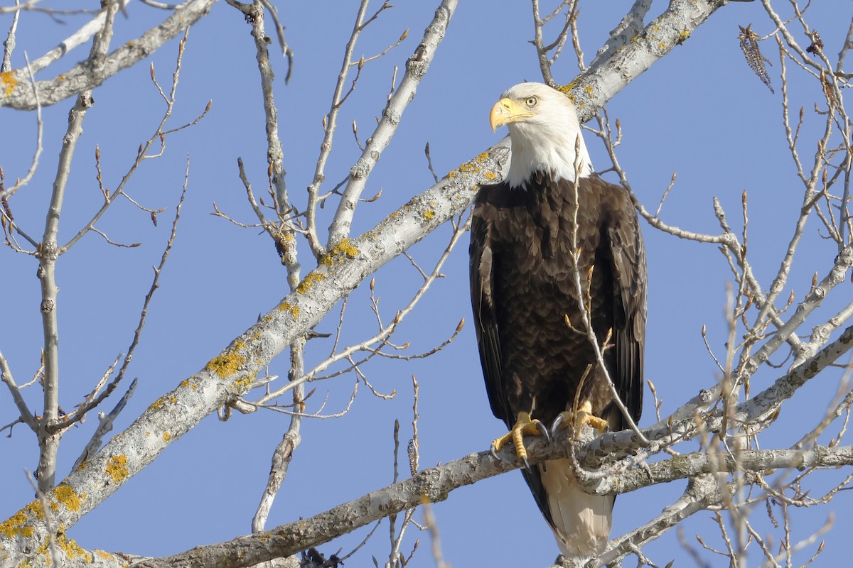 Weißkopf-Seeadler - ML656878873