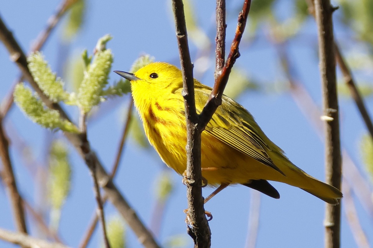 Goldwaldsänger - ML656878907