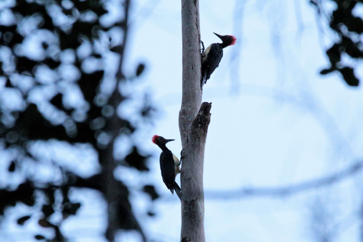 White-bellied Woodpecker - ML65687891