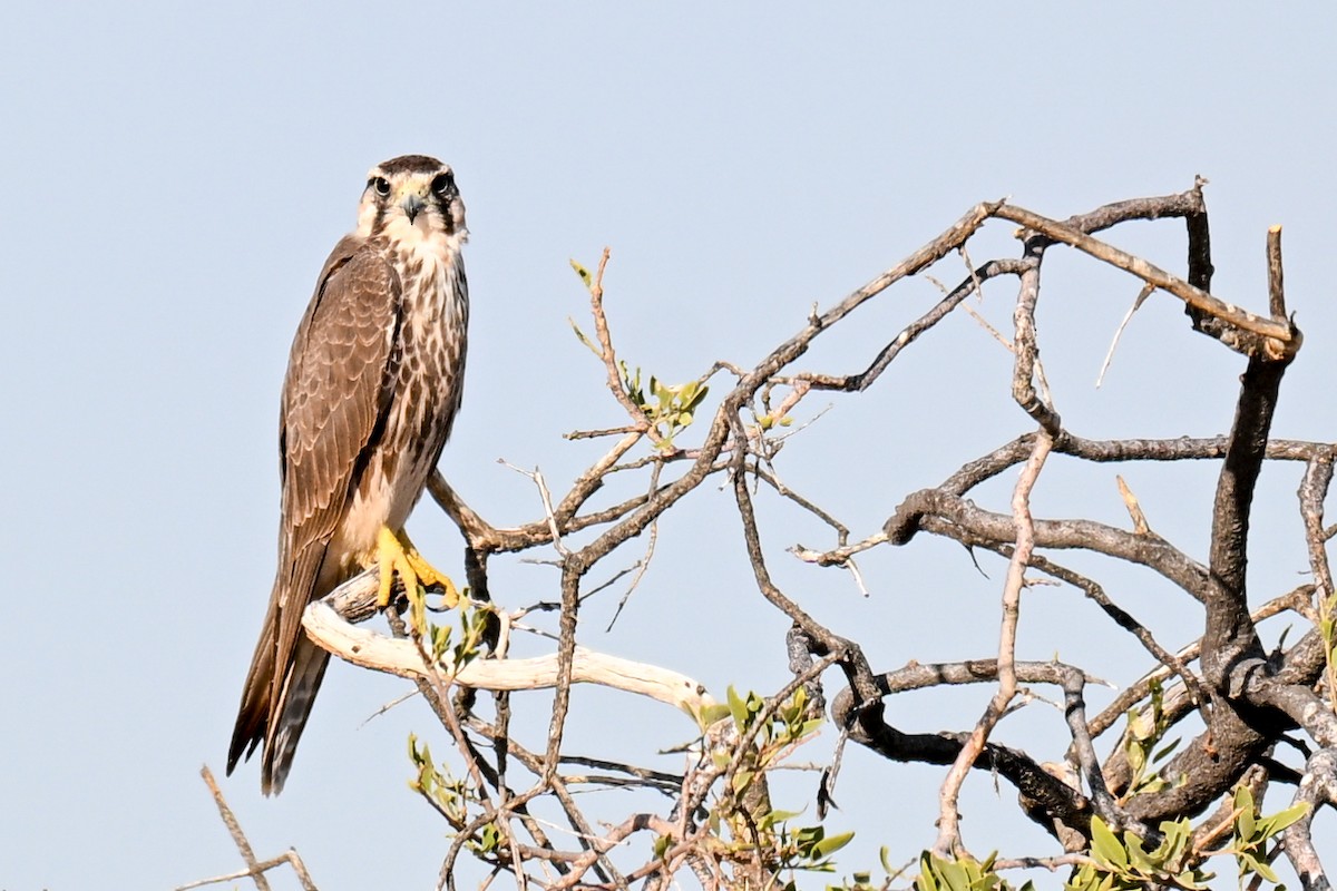 Lanner Falcon - ML656879469
