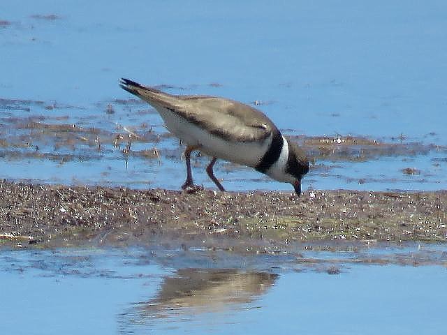 Semipalmated Plover - ML65688091