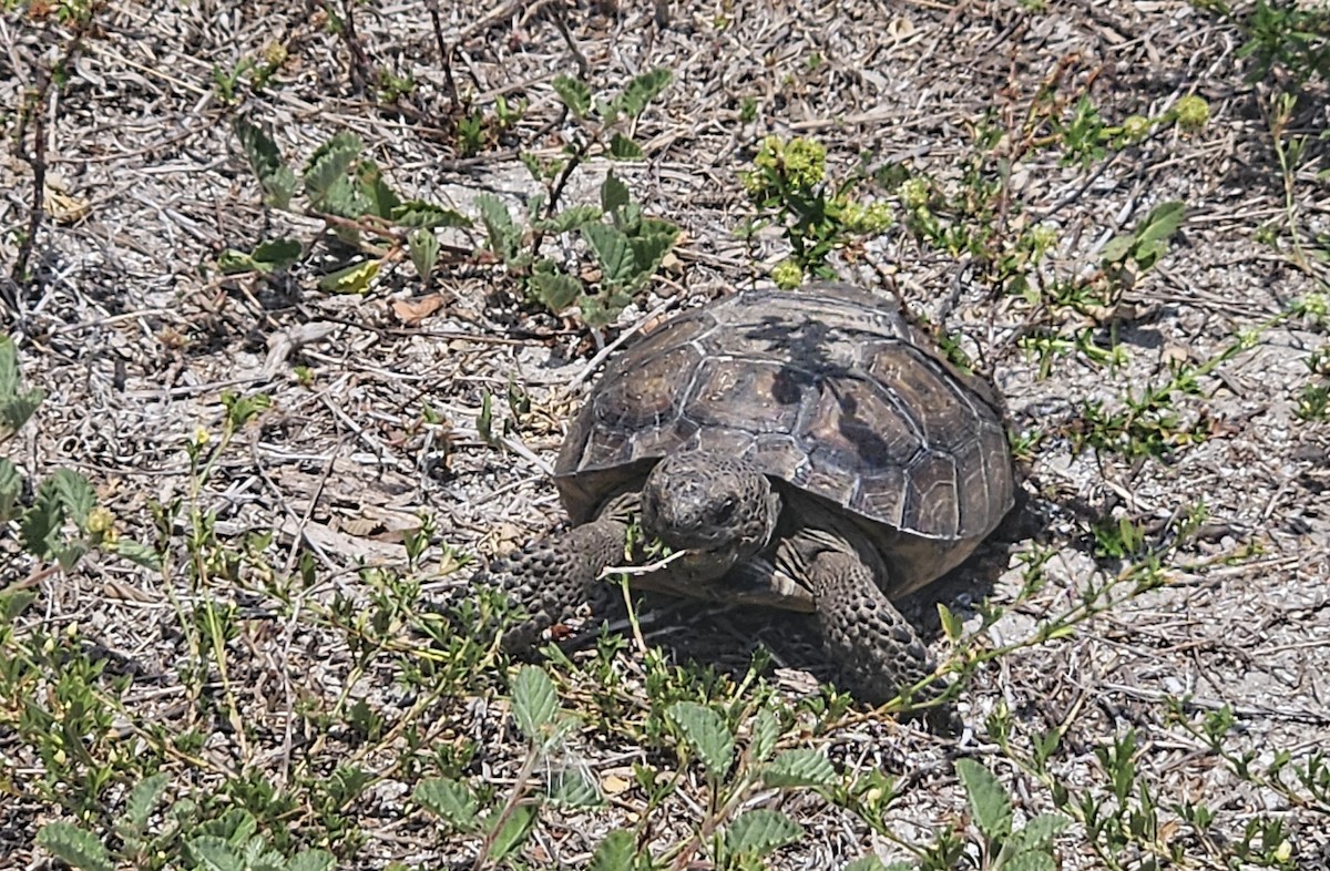 Animaux - ML656880929