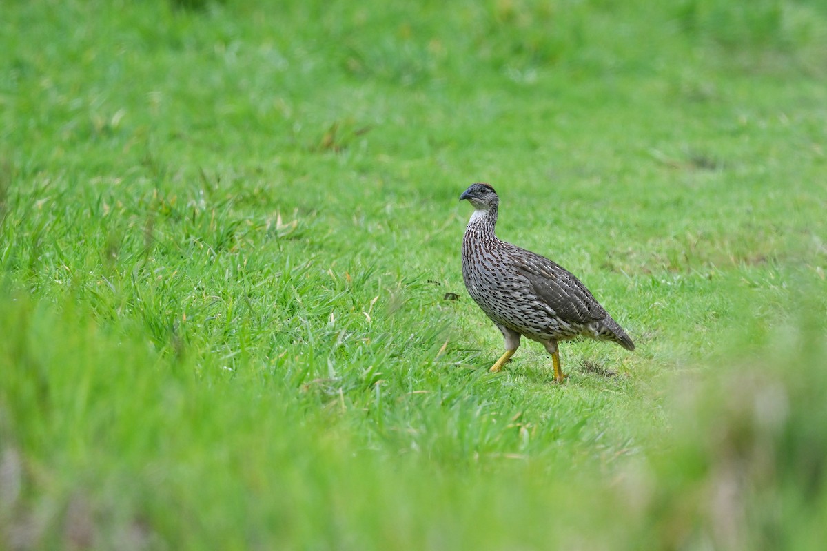 Erckel's Spurfowl - ML656882549