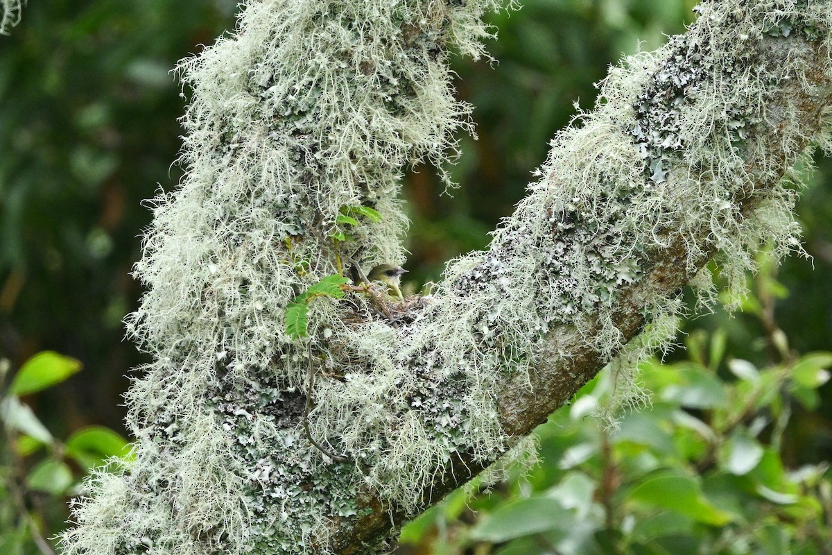 Hawaii Creeper - ML656882682