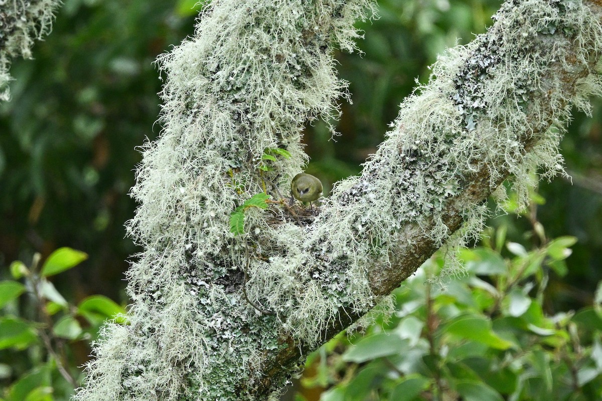 Hawaii Creeper - ML656882699