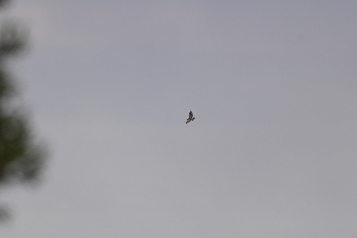 Hawaiian Hawk - ML656882711