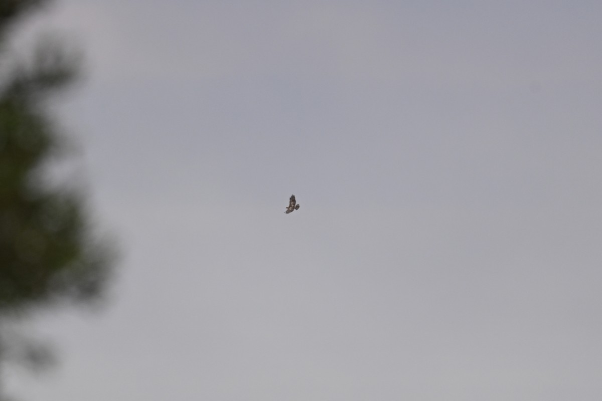 Hawaiian Hawk - ML656882717