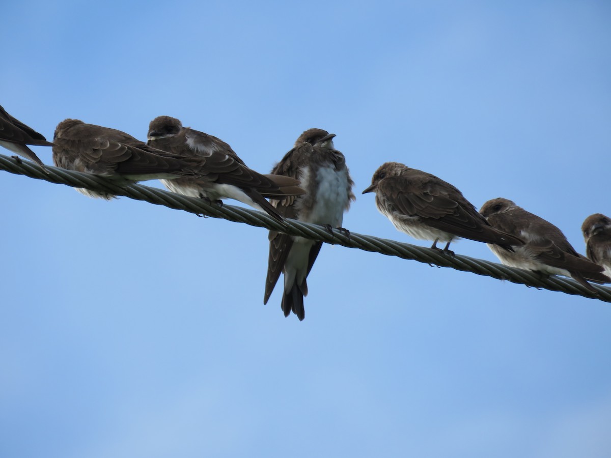 Golondrina Parda - ML65688301