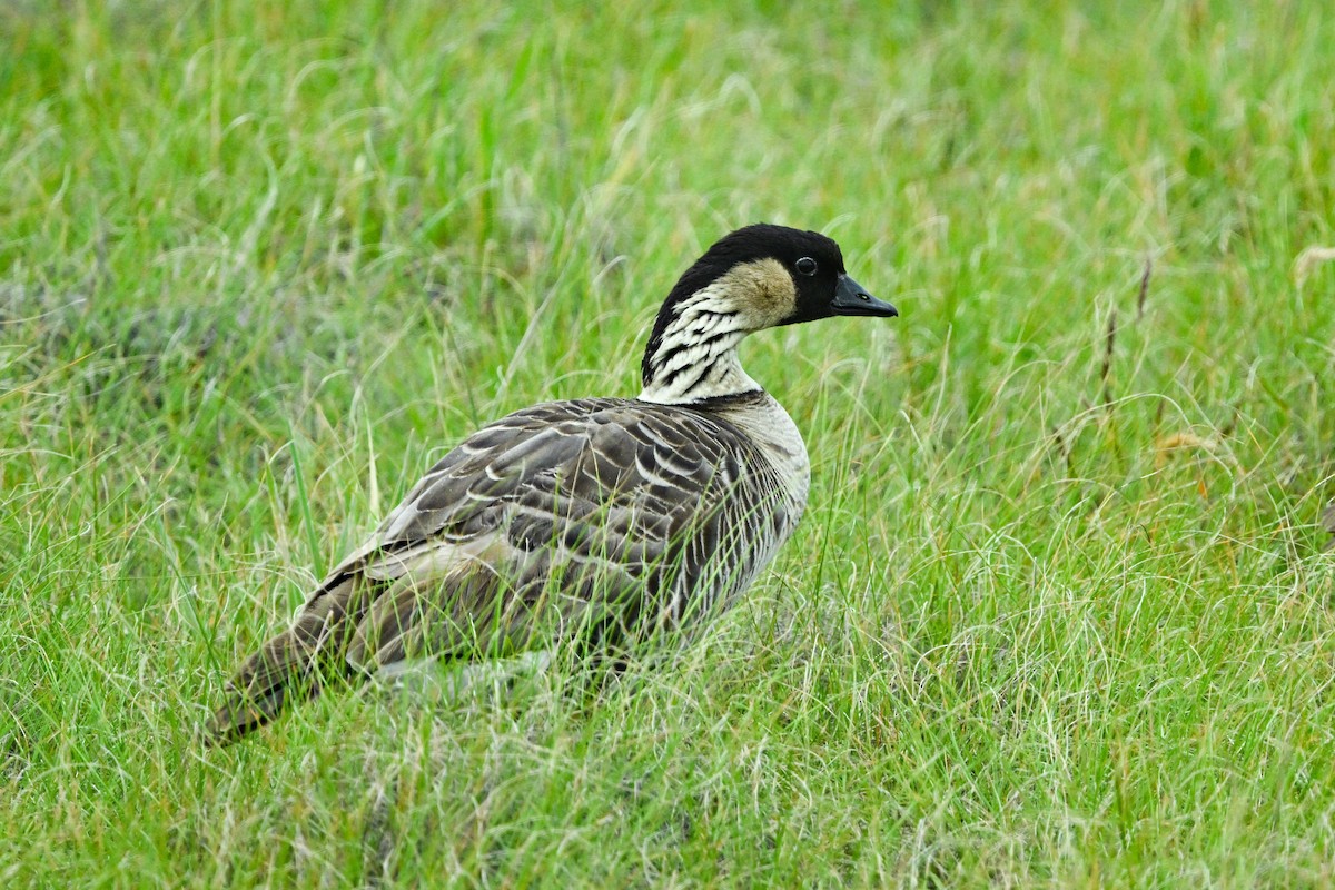 Hawaiian Goose - ML656883204