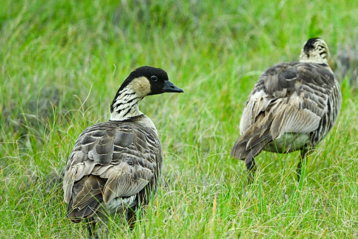 Hawaiian Goose - ML656883208