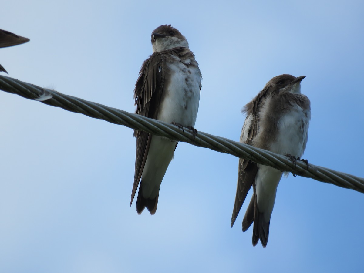 Brown-chested Martin - ML65688321