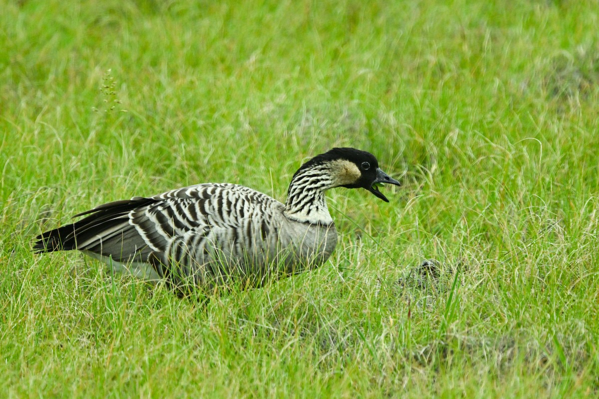 Hawaiian Goose - ML656883210