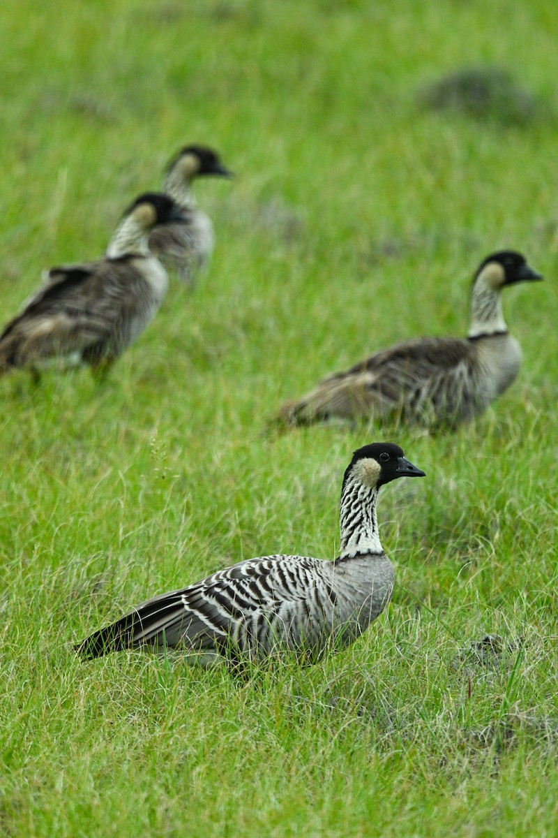 Hawaiian Goose - ML656883213