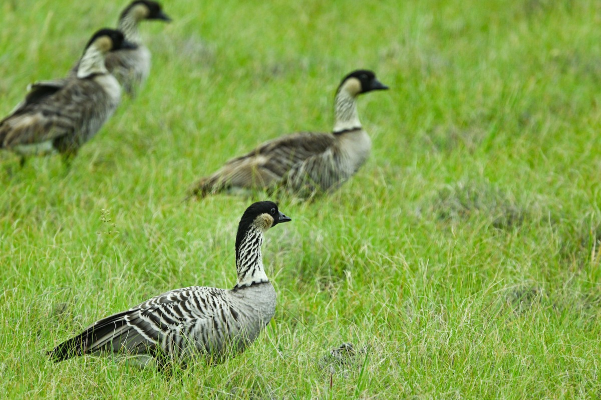Hawaiian Goose - ML656883215