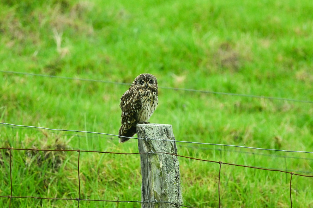 Short-eared Owl (Hawaiian) - ML656883453