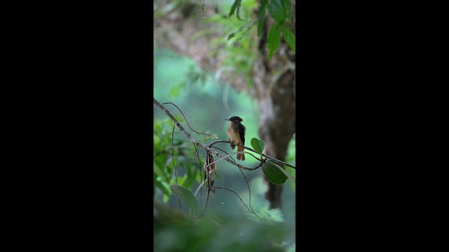 Tropical Royal Flycatcher - ML656884194