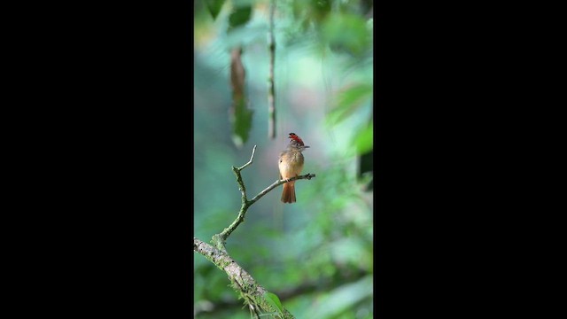 Tropical Royal Flycatcher - ML656884195