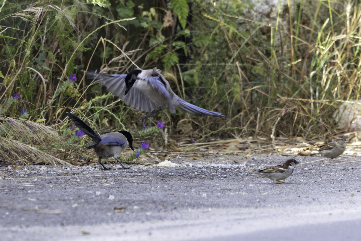 Iberian Magpie - ML656884770