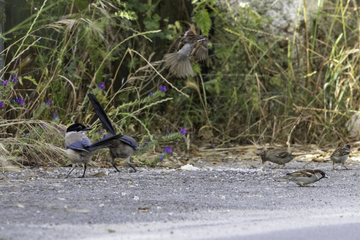 Iberian Magpie - ML656884772