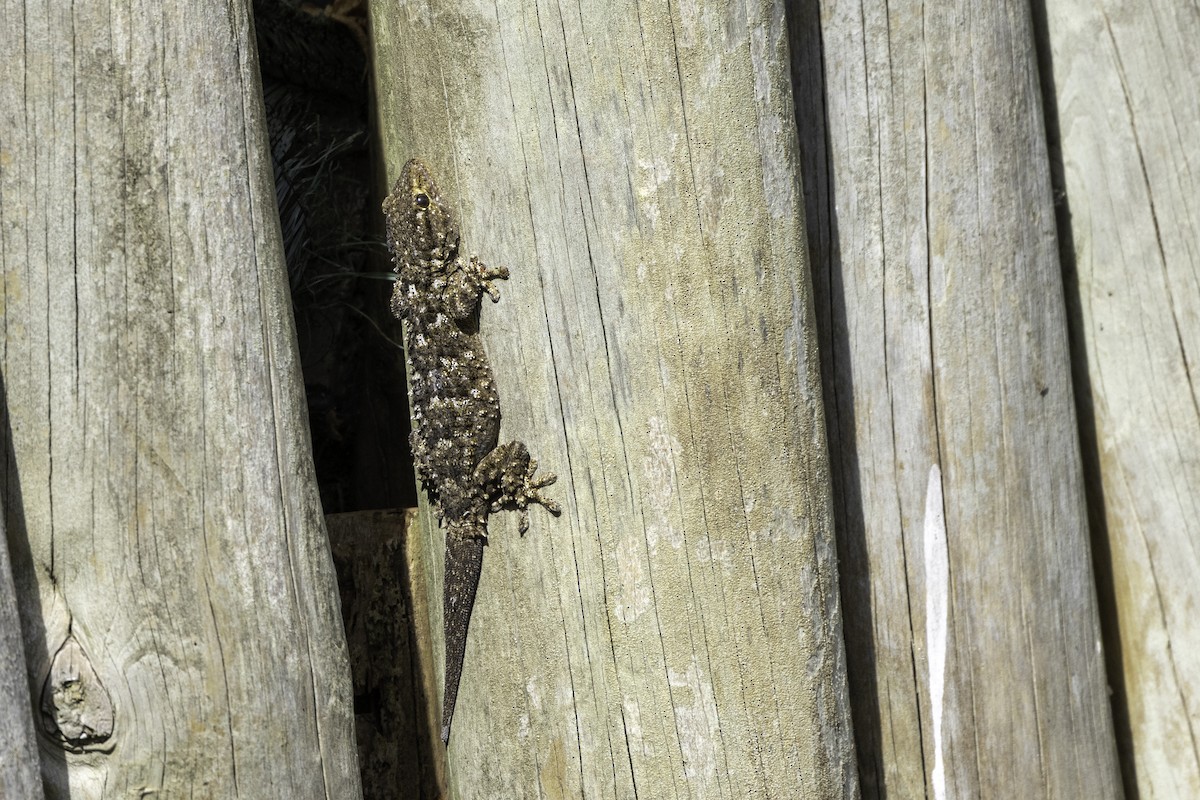 Moorish Gecko - ML656884794