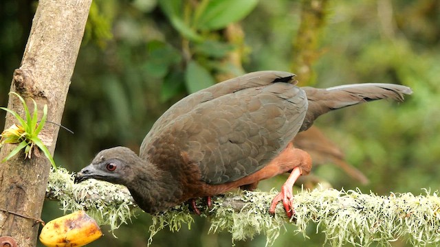 guan modrolící - ML656885225