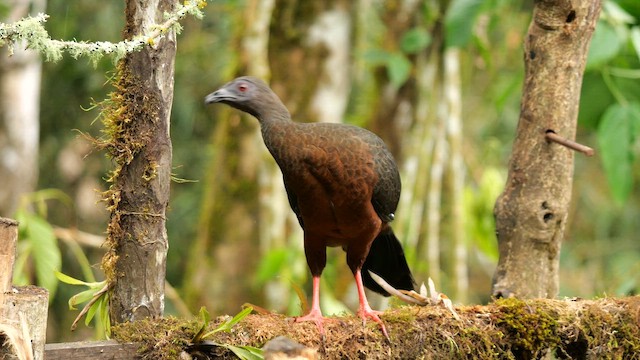 guan modrolící - ML656885226