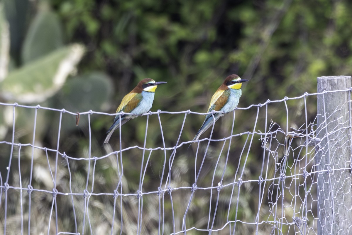 European Bee-eater - ML656885407