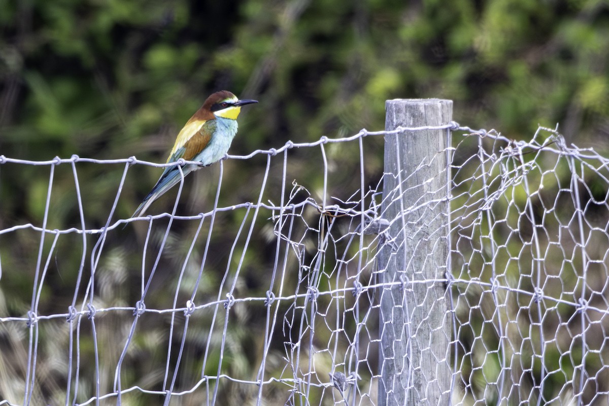 European Bee-eater - ML656885408