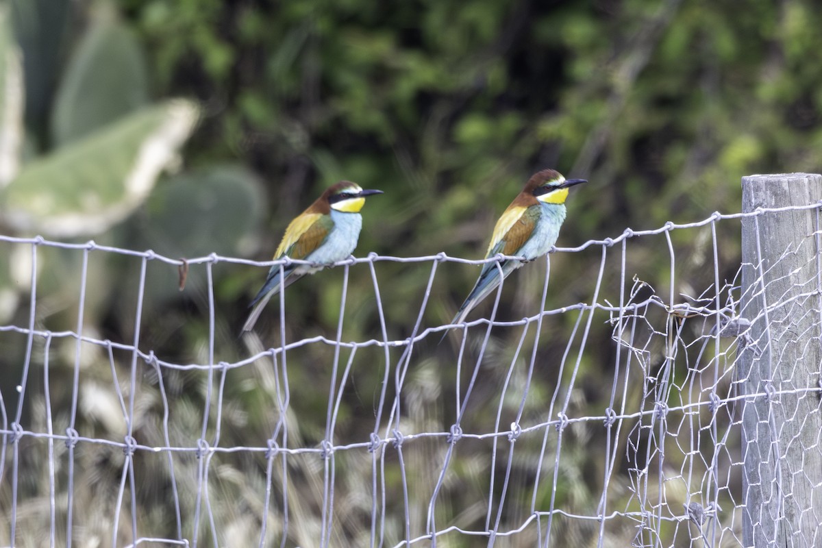 European Bee-eater - ML656885409