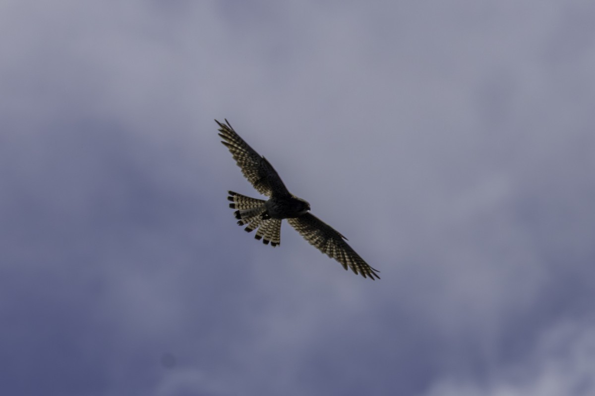 Eurasian Kestrel - ML656885575