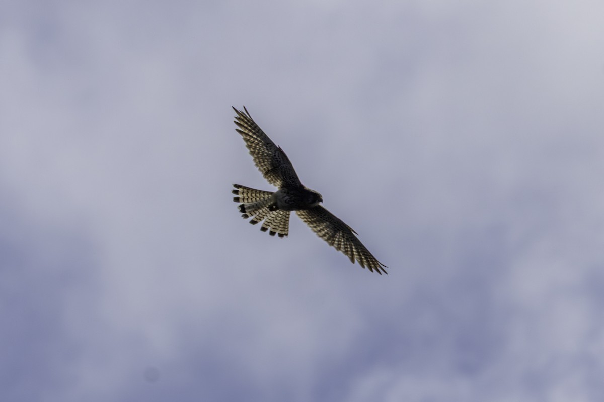 Eurasian Kestrel - ML656885691