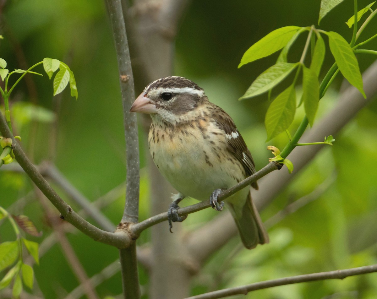eBird Checklist - 5 May 2026 - My Yard - 1 species