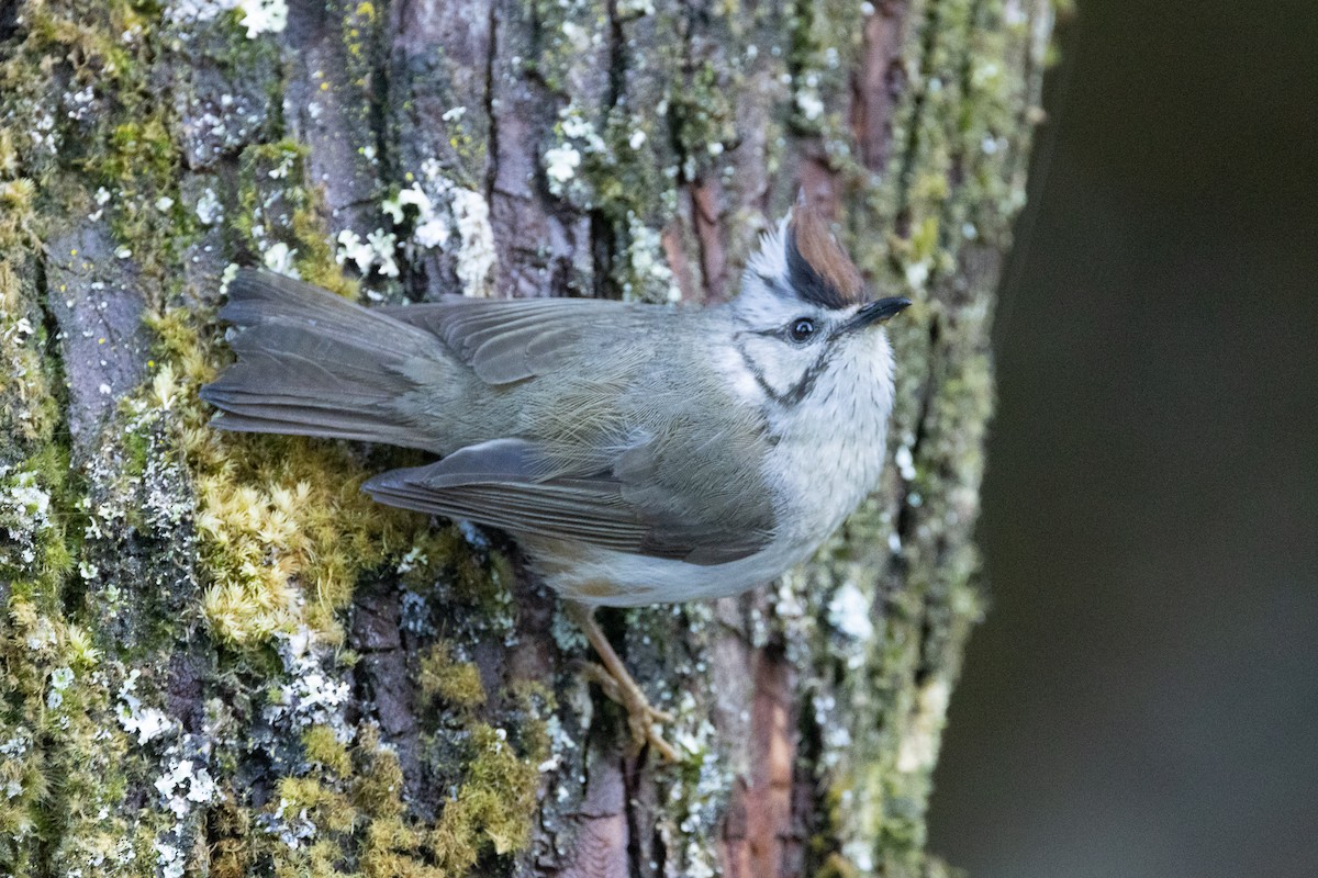 冠羽畫眉 - ML656888366