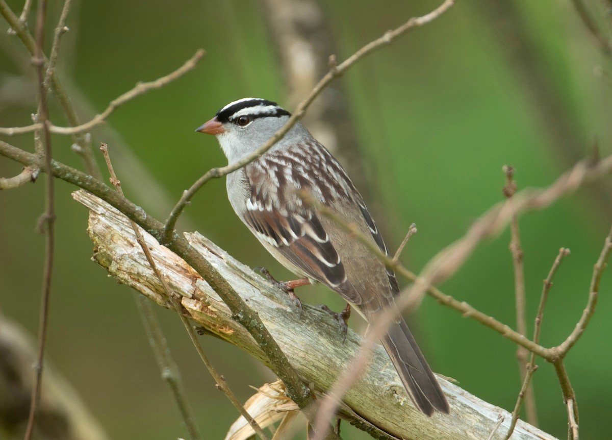 eBird Checklist - 5 May 2026 - My Yard - 1 species