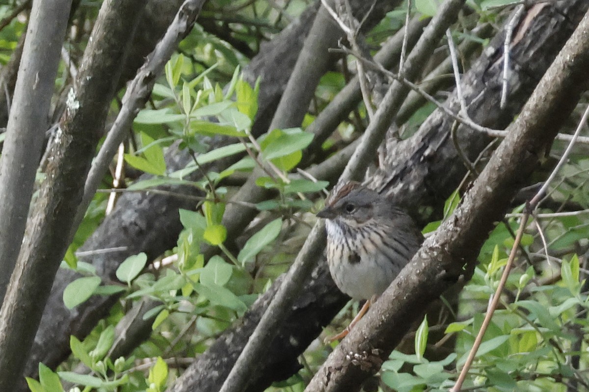 Lincoln's Sparrow - ML656888719