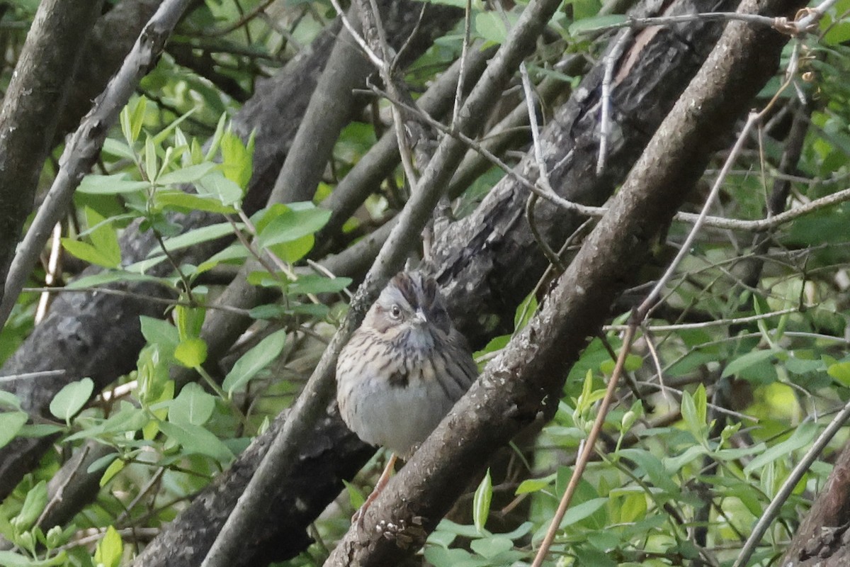 Lincoln's Sparrow - ML656888720