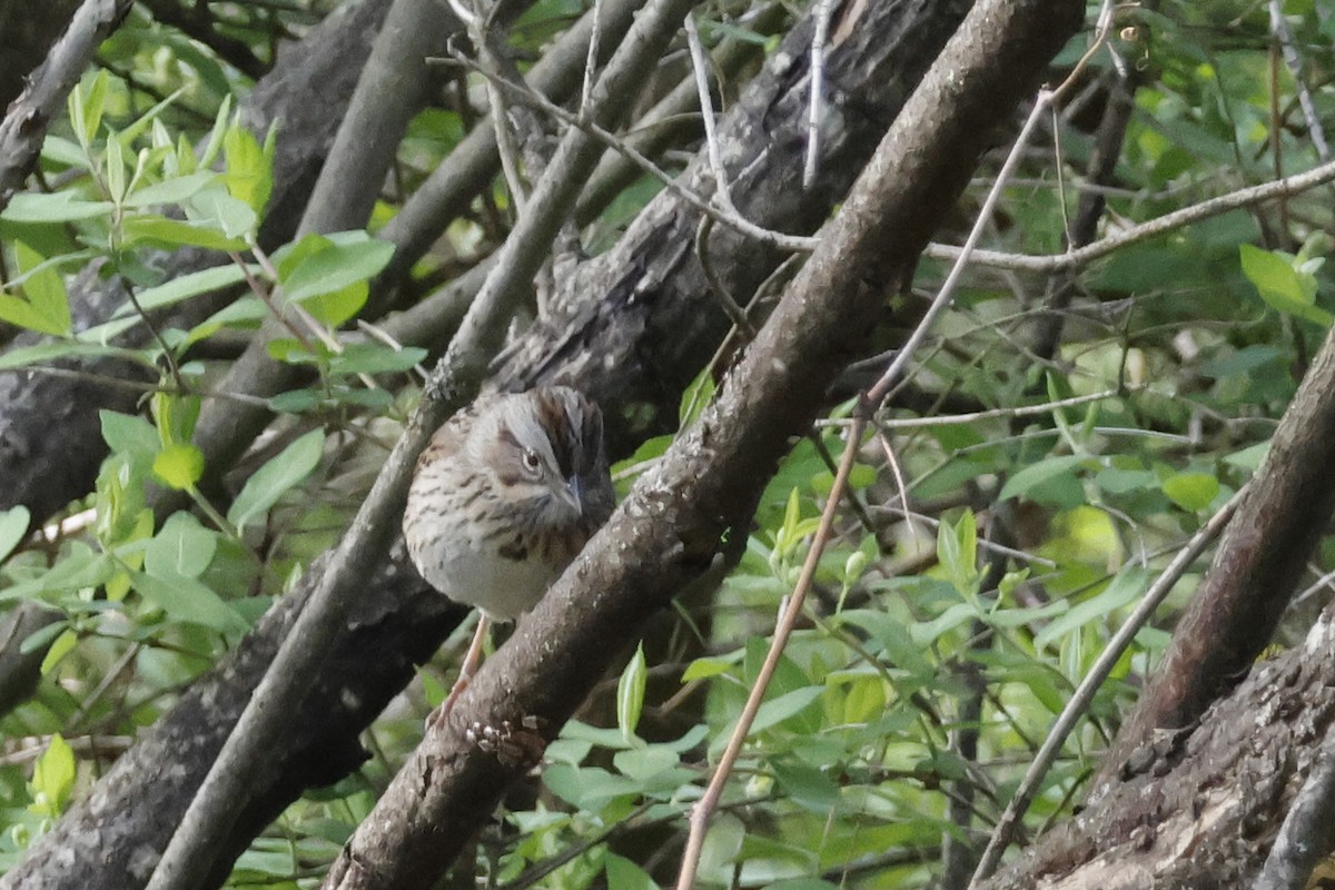 Lincoln's Sparrow - ML656888721
