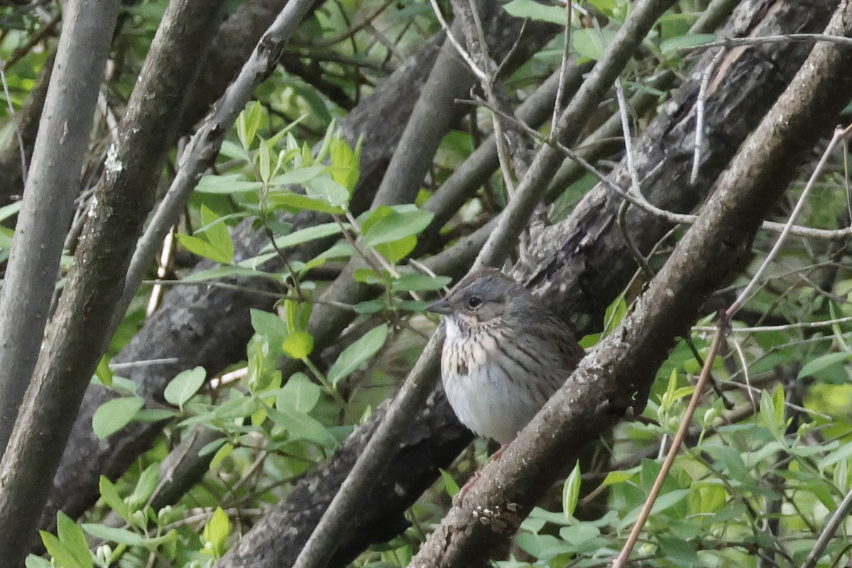 Lincoln's Sparrow - ML656888726