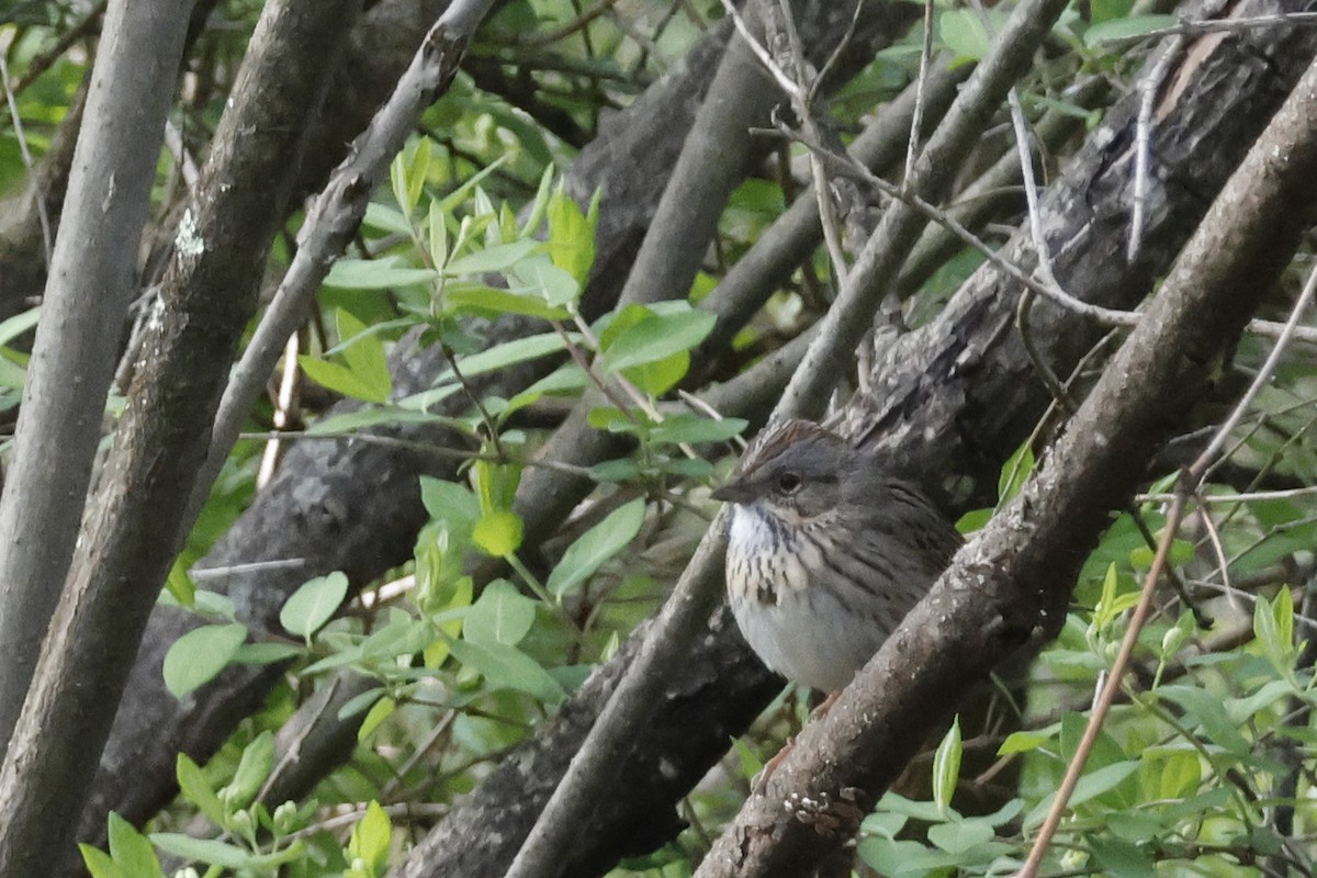 Lincoln's Sparrow - ML656888727