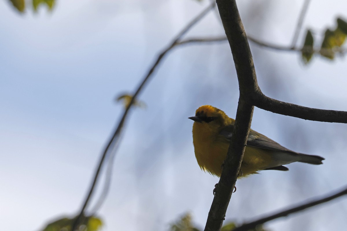 Blue-winged Warbler - ML656888862