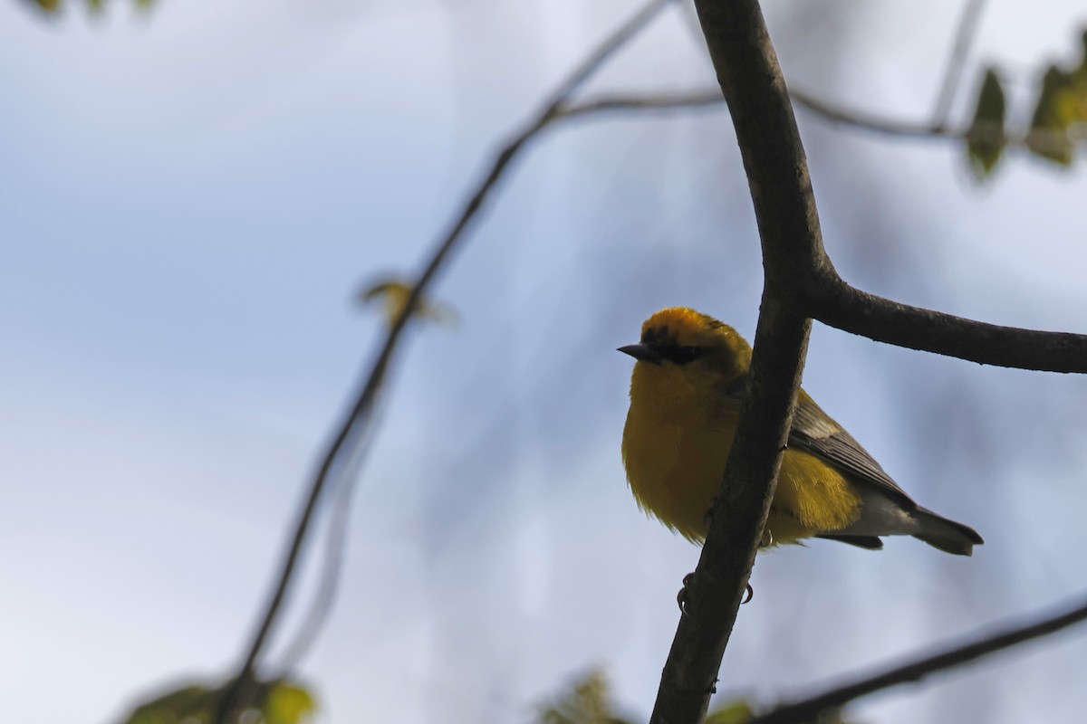 Blue-winged Warbler - ML656888863