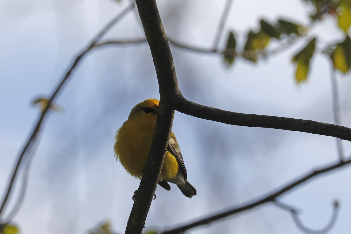 Blue-winged Warbler - ML656888864