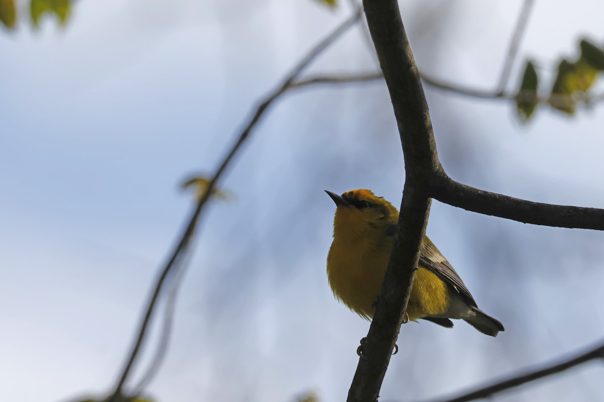 Blue-winged Warbler - ML656888866