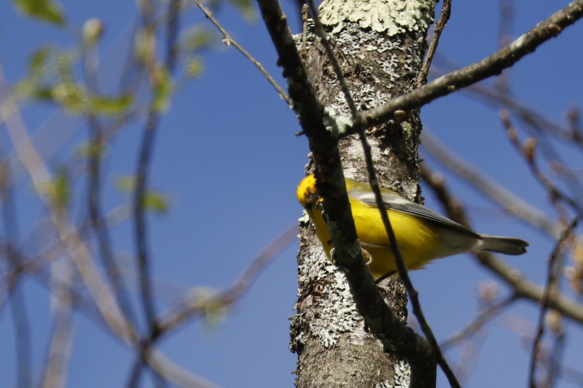 Blue-winged Warbler - ML656888883