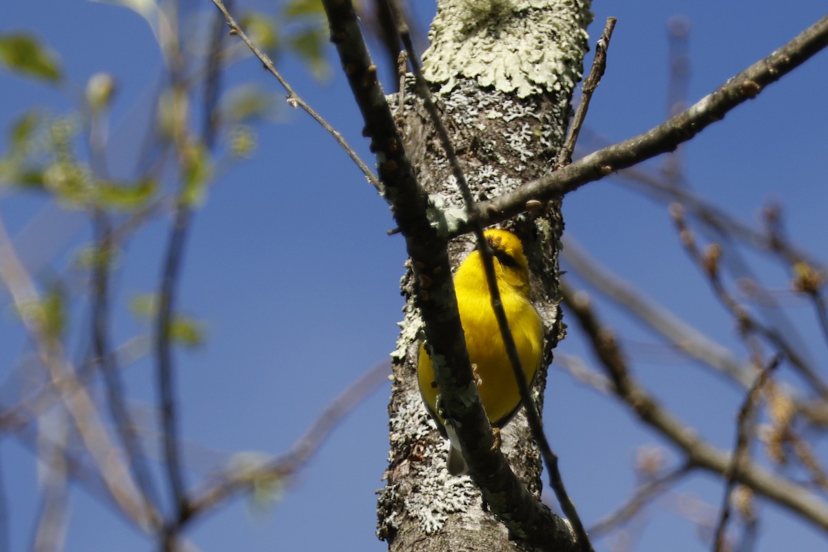 Blue-winged Warbler - ML656888884